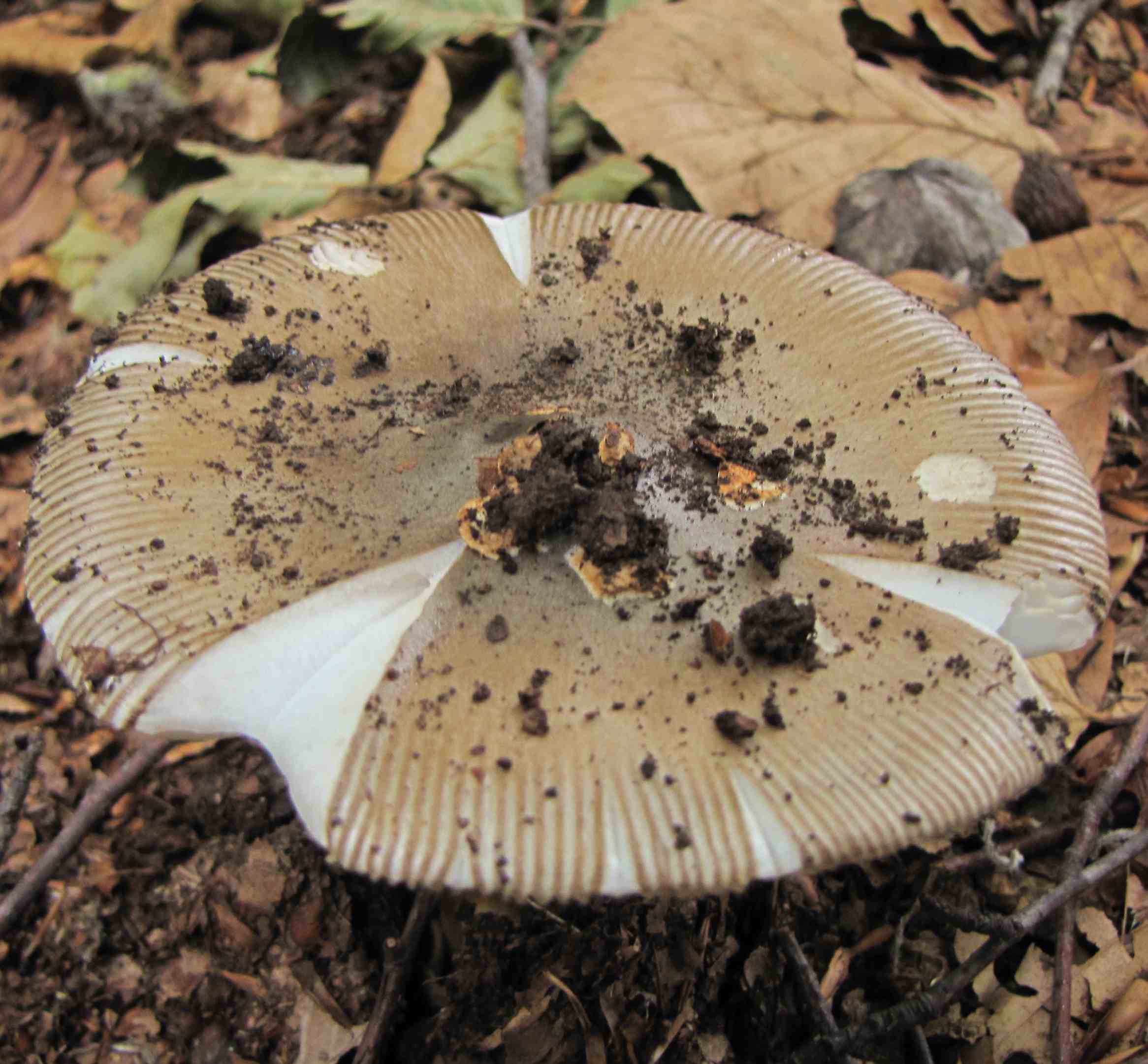 fungo da determinare